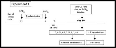 Comparison of Intra-CL Injection and Peripheral Application of Prostaglandin F2α Analog on Luteal Blood Flow and Secretory Function of the Bovine Corpus Luteum